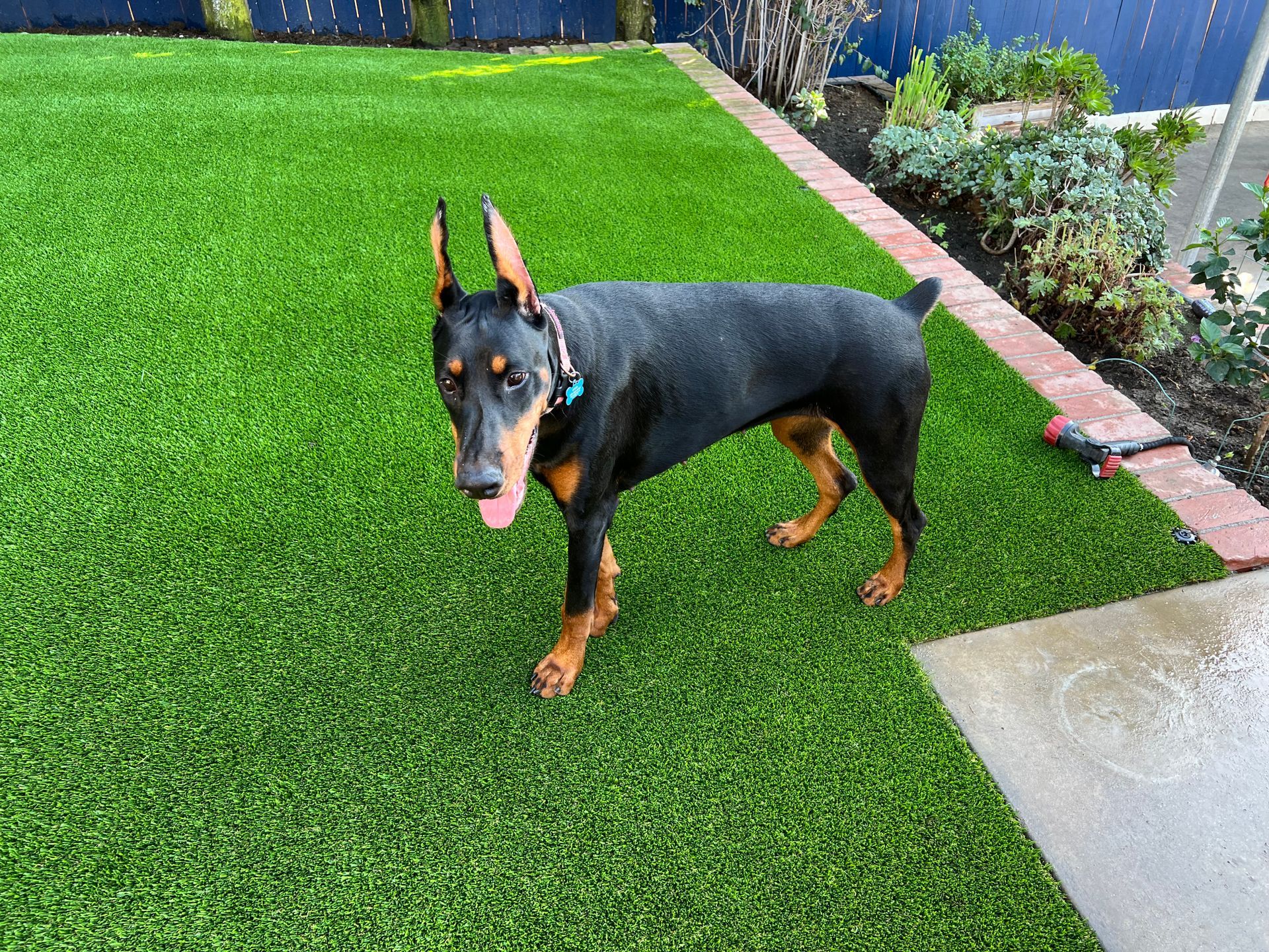 After installing pet turf