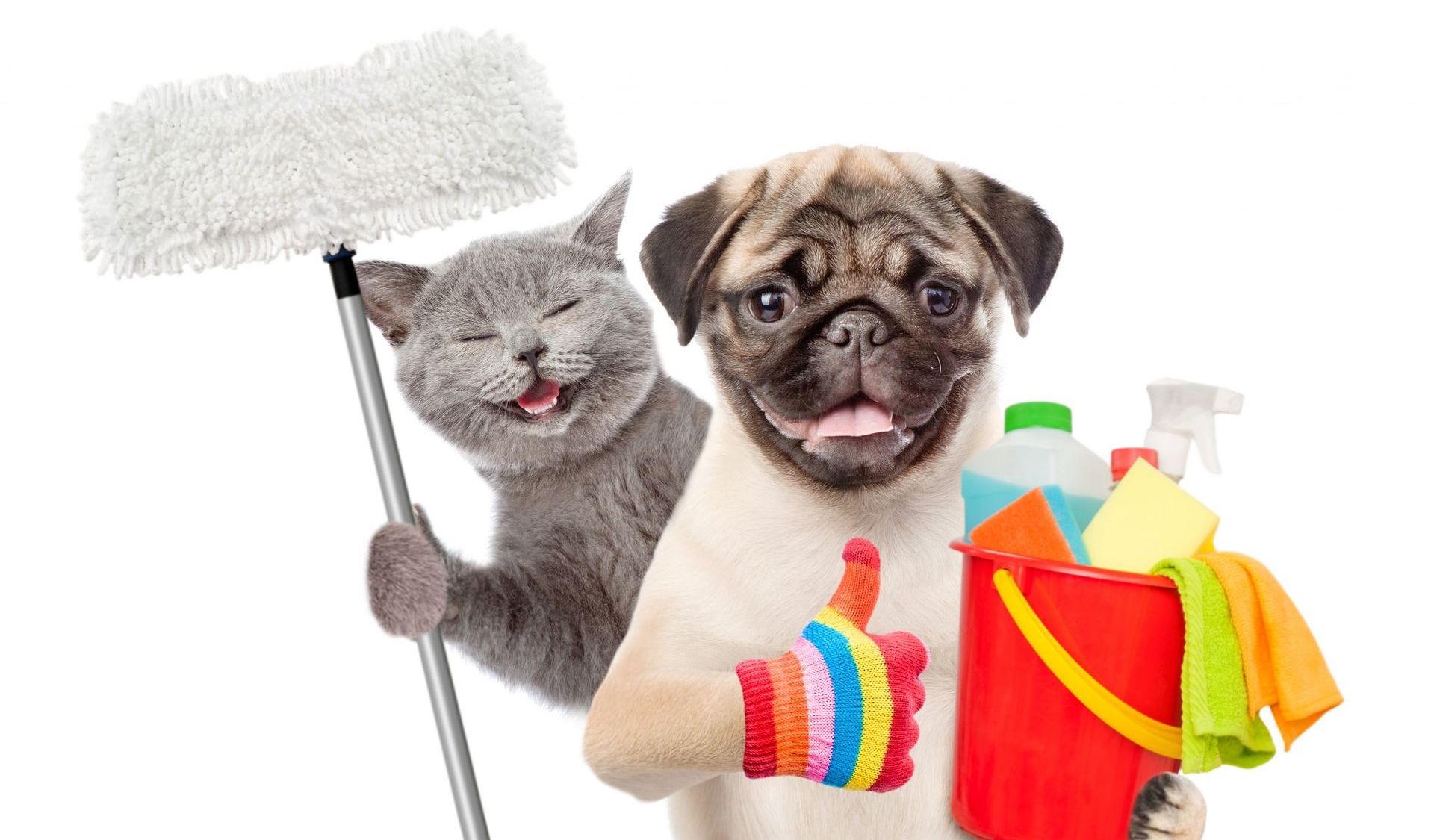 7 PetFriendly Cleaning Products That Are Truly HeavenSent