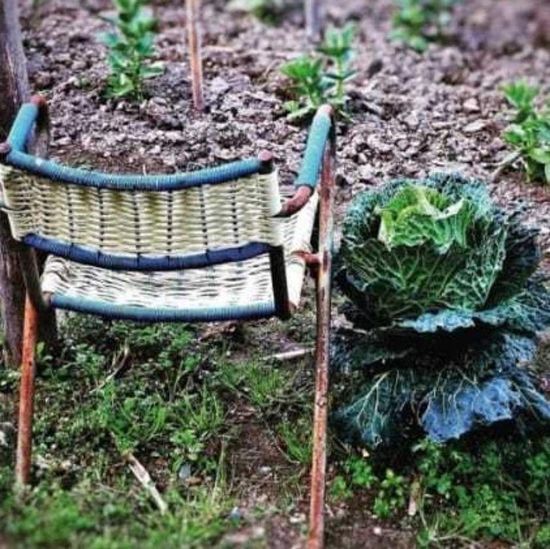lavagnino cabbage