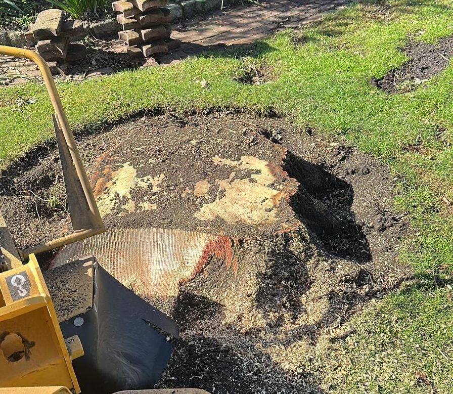 Eine Stubbenfräse schneidet in einem Garten einen Baumstumpf ab.