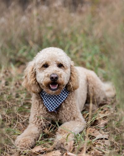 Arlo