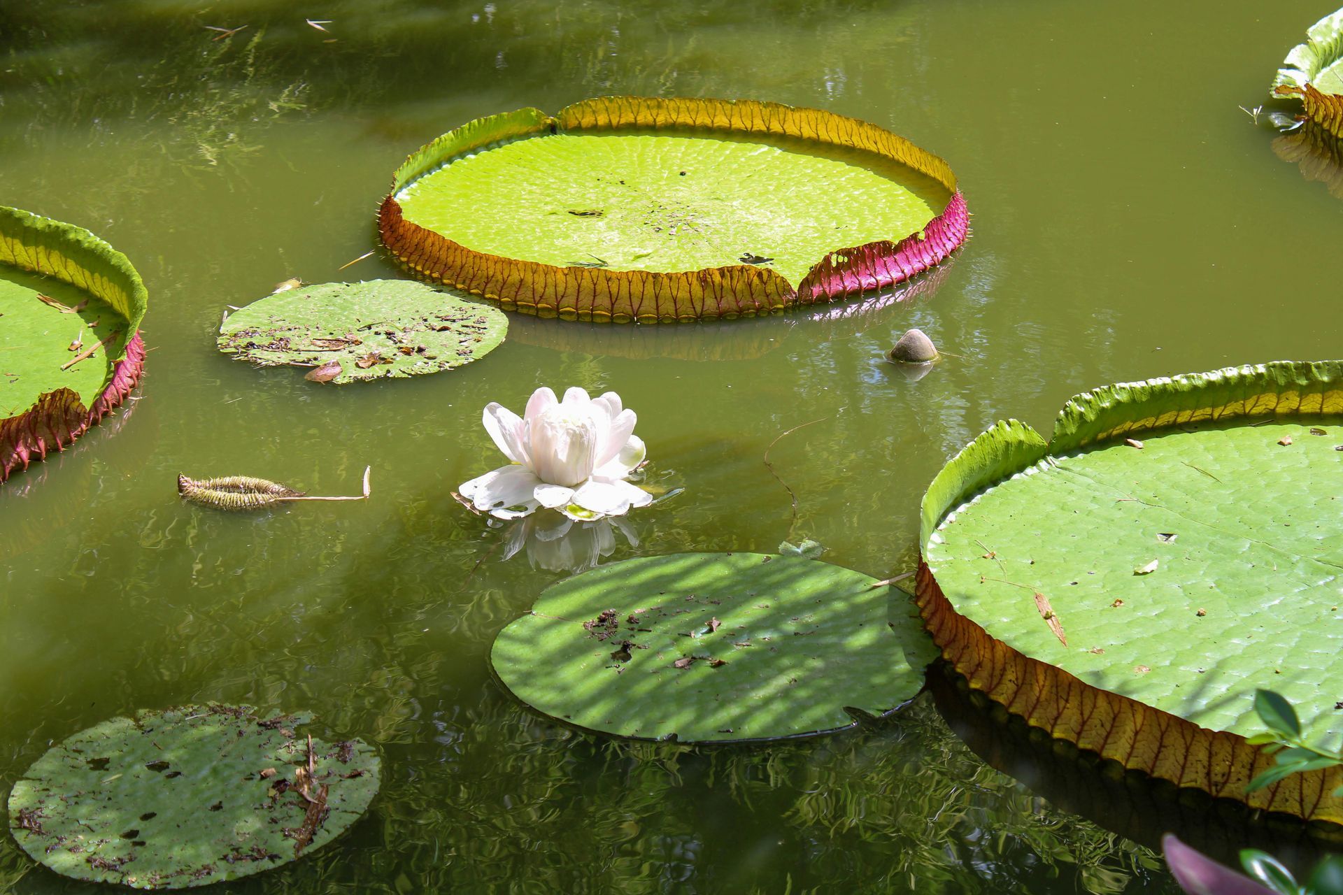 Ganna Walska Lotusland