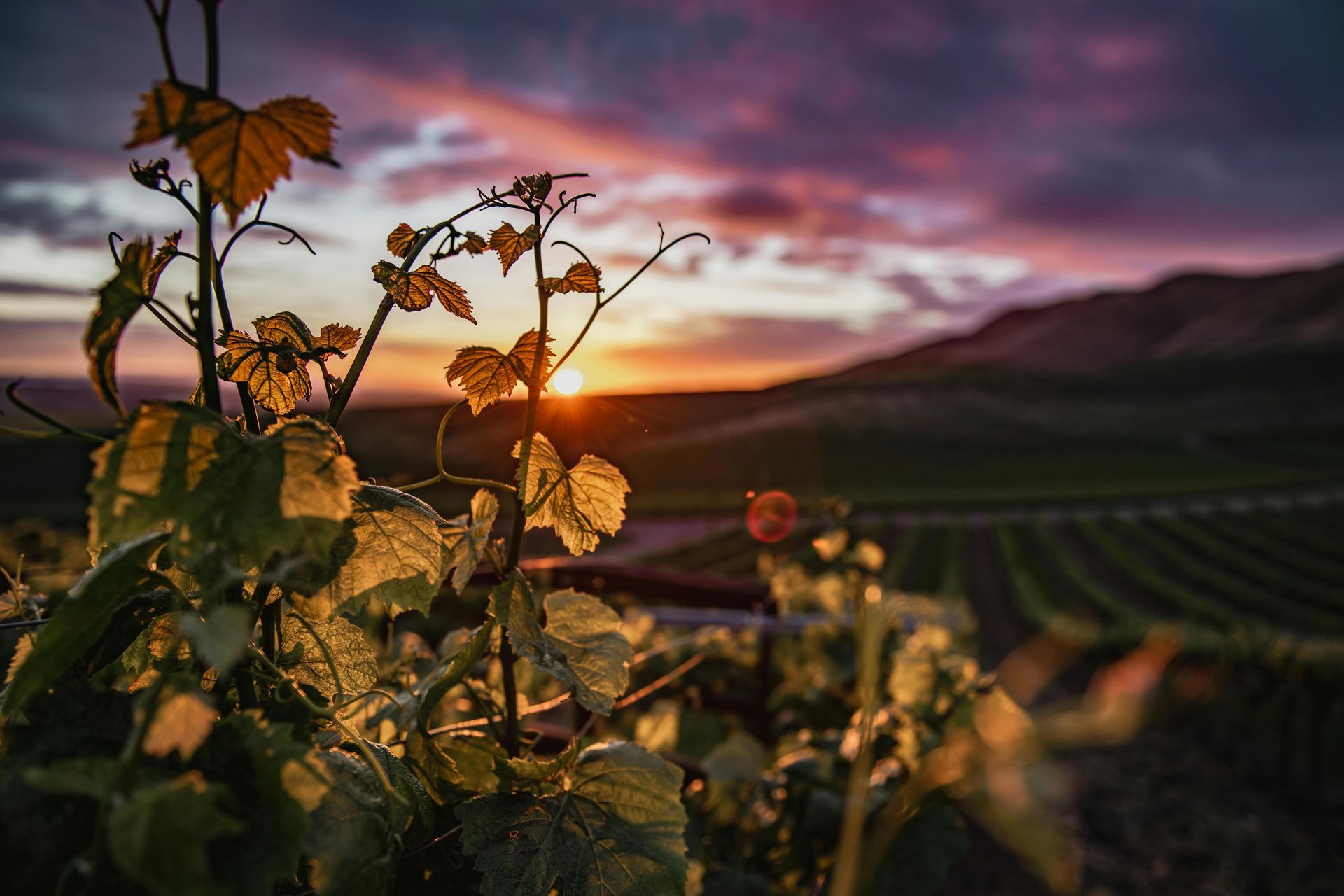 Santa Ynez Wine Country