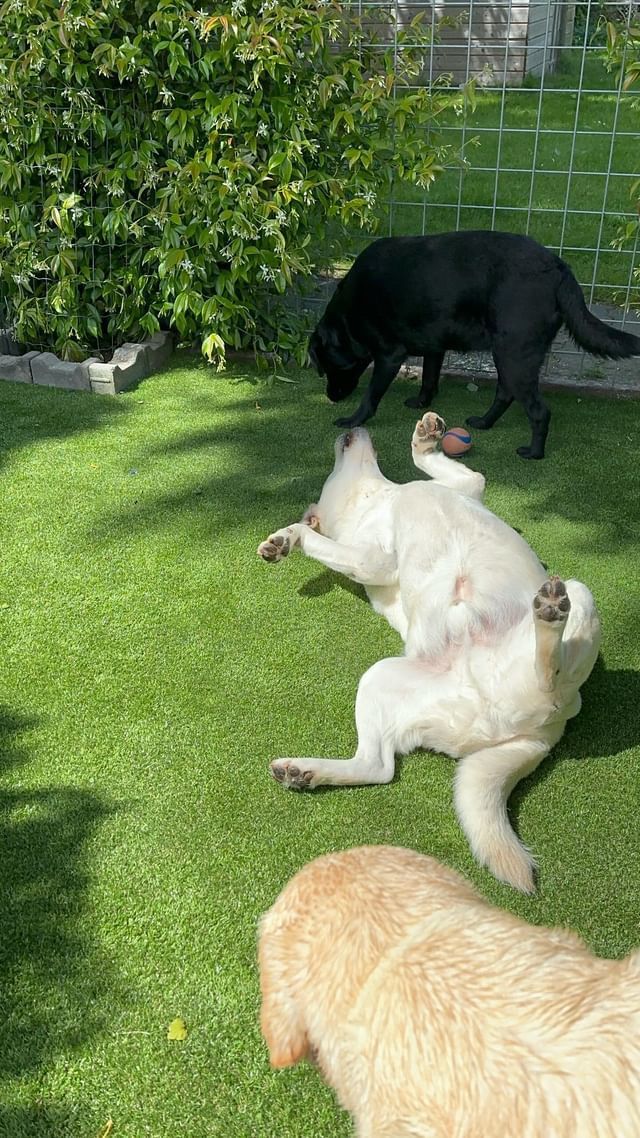 Artificial Grass For Dogs | Grass For Dog Kennels | Fake Dog Grass For Shelters | Black Lab