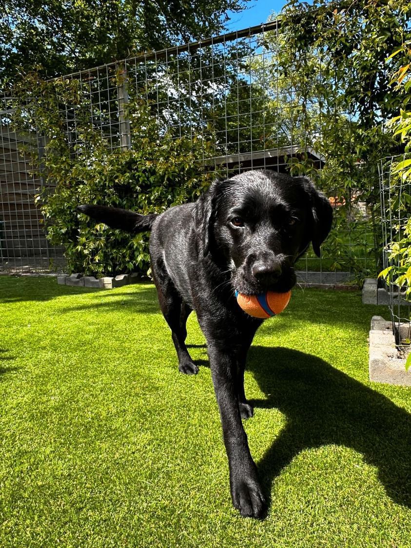 Artificial Grass For Dogs | Grass For Dog Kennels | Grass For Dog Shelters | Black Labrador
