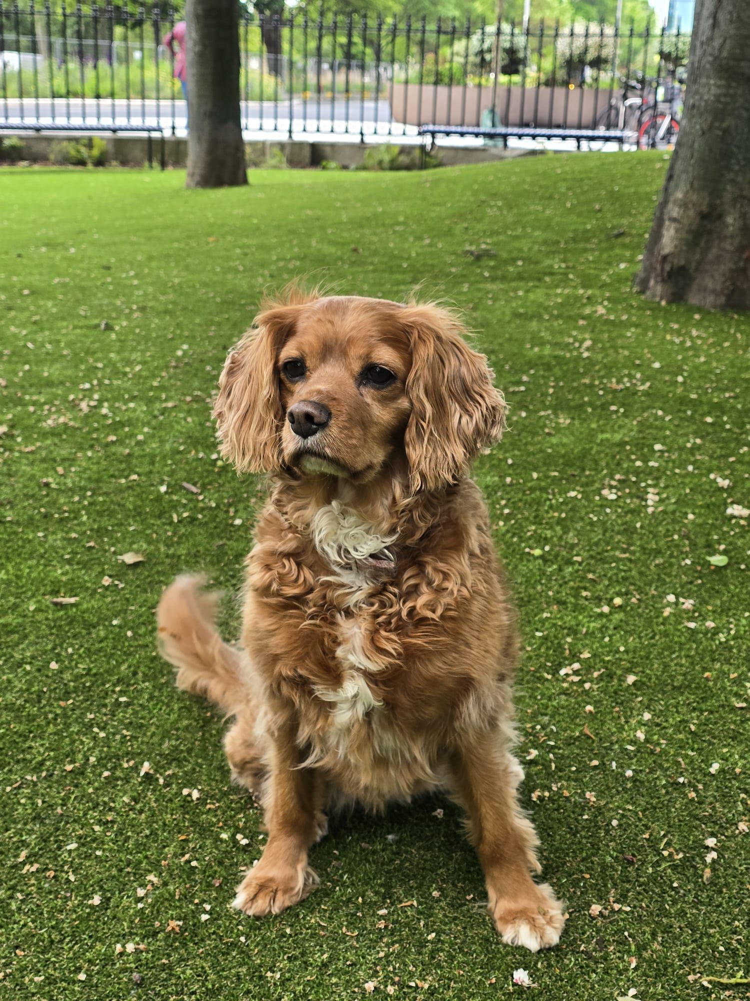 Artificial Grass For Dogs | Grass For Dog Kennels | Grass For Dog Walking Areas