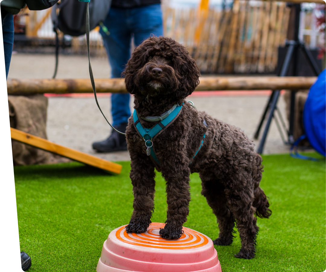 black labradoodle dog on artificial grass for dogs