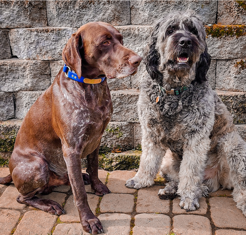 one brown dog sitting to the left of a gray dog both sitting on the pavement