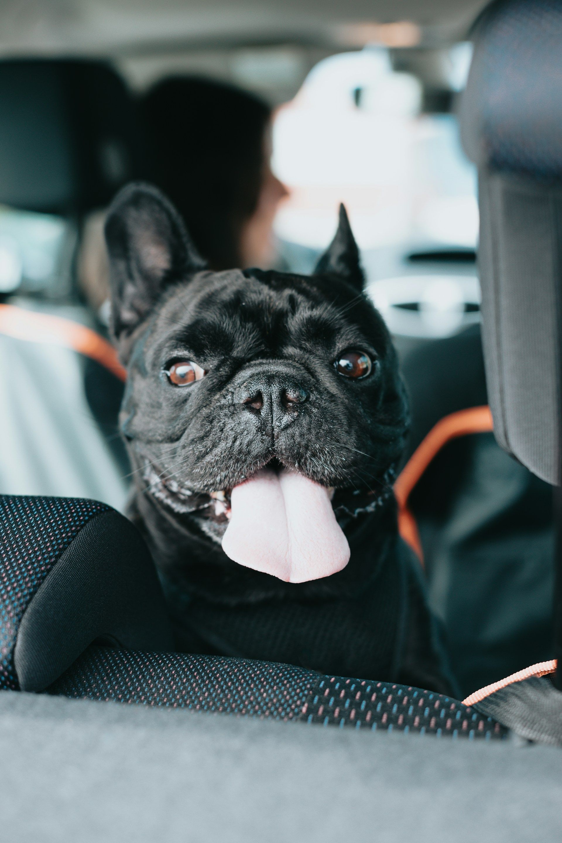 A black French bulldog sitting in a car seat, looking out.