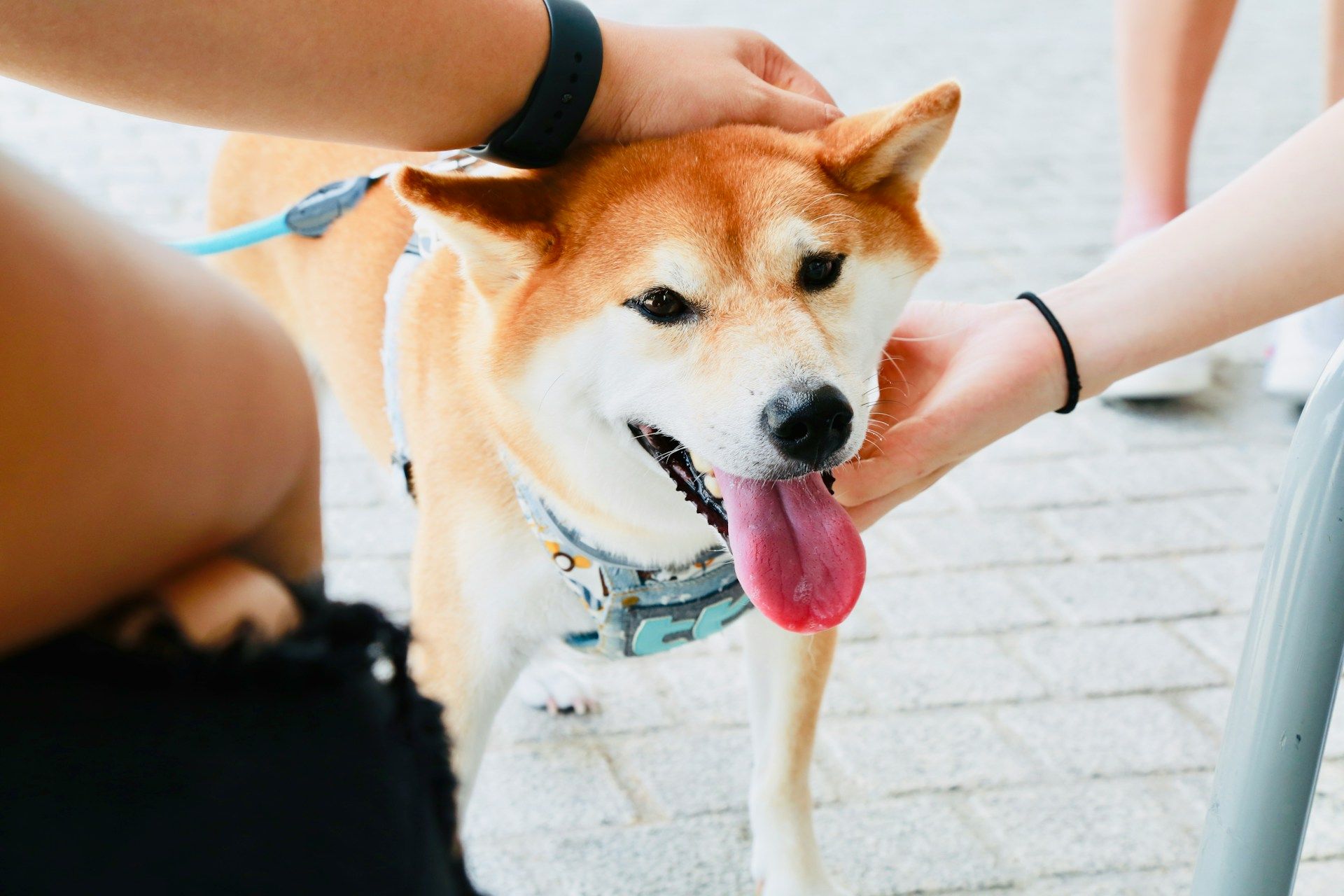 Shiba Inu dog getting pet on the head