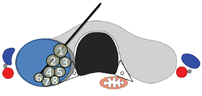 Radiofrequenz-Ablation (RFA)