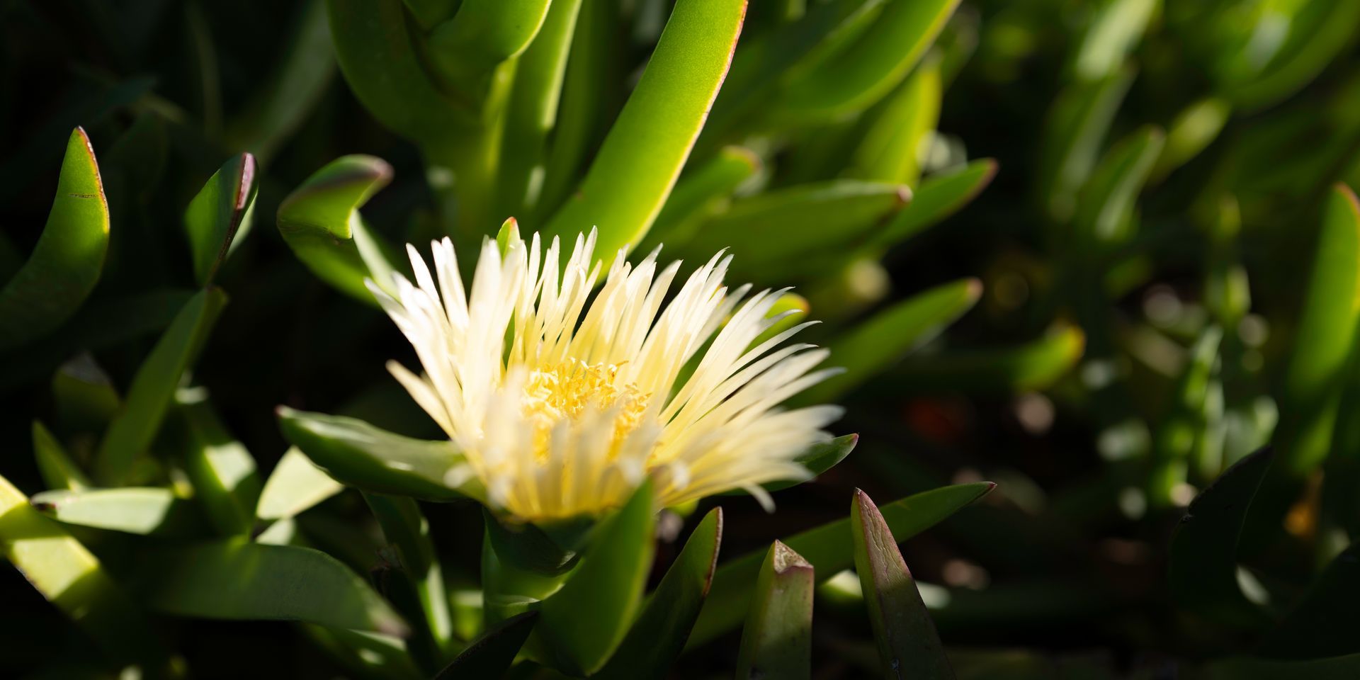 White flower blooming among glossy green leaves in bright sunlight