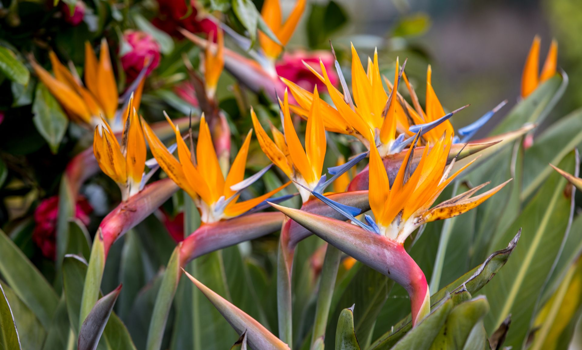 Orange bird-of-paradise flowers with green leaves in a garden setting