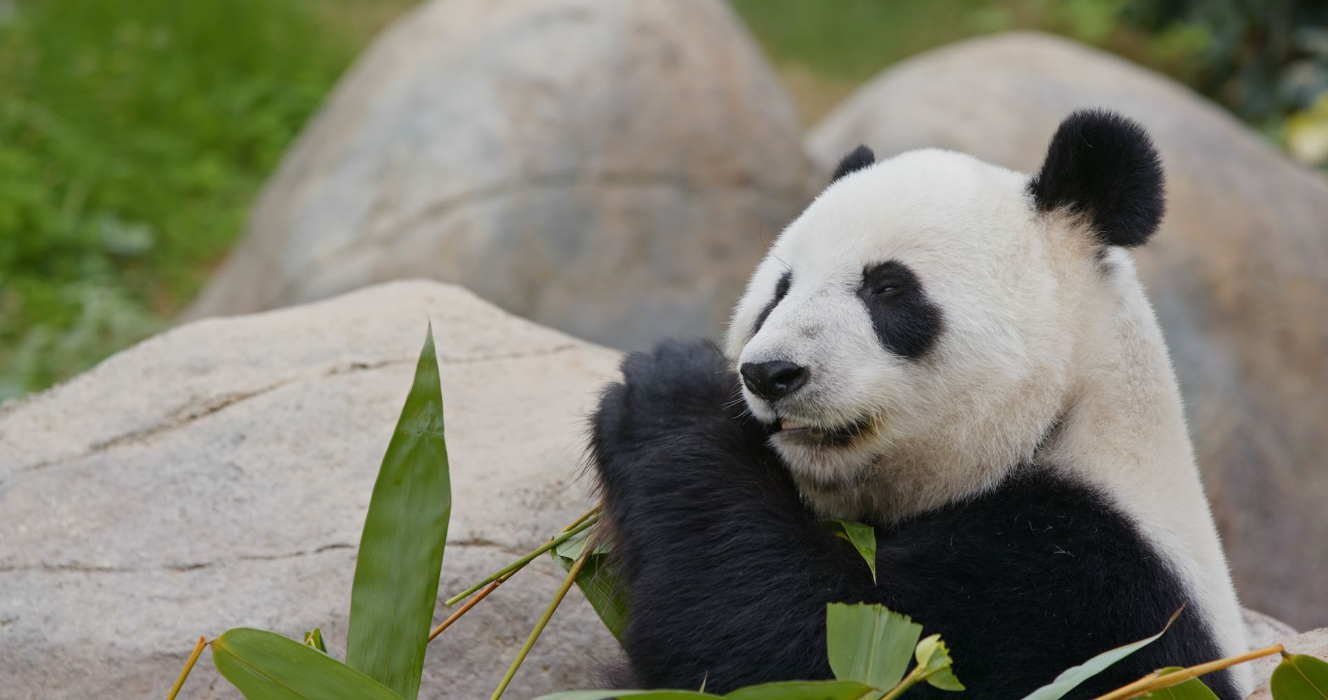 Giant panda resting on a rock, eating bamboo in a grassy enclosure.