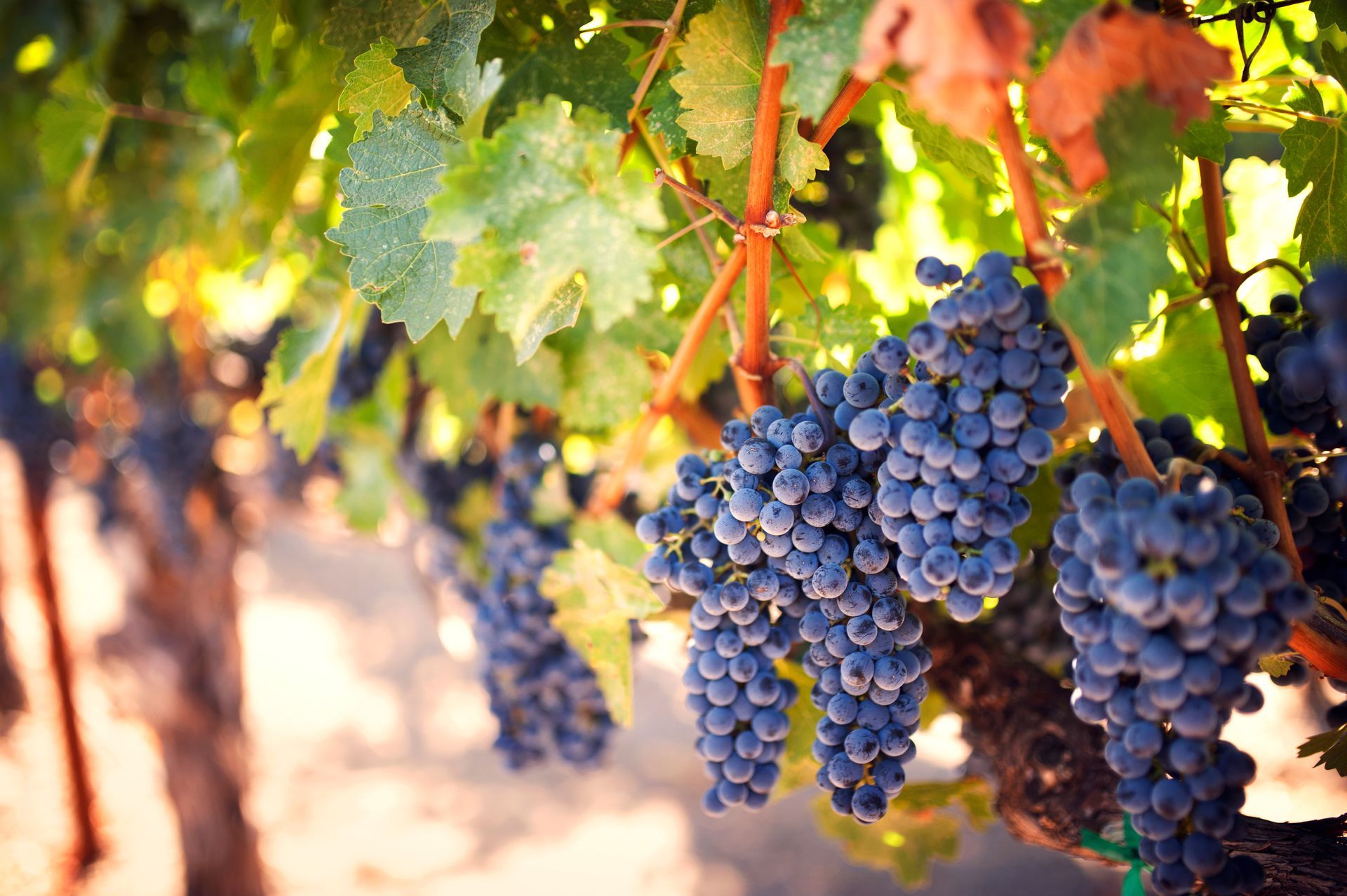 Clusters of ripe, dark purple grapes hanging from vines in a sunlit vineyard.