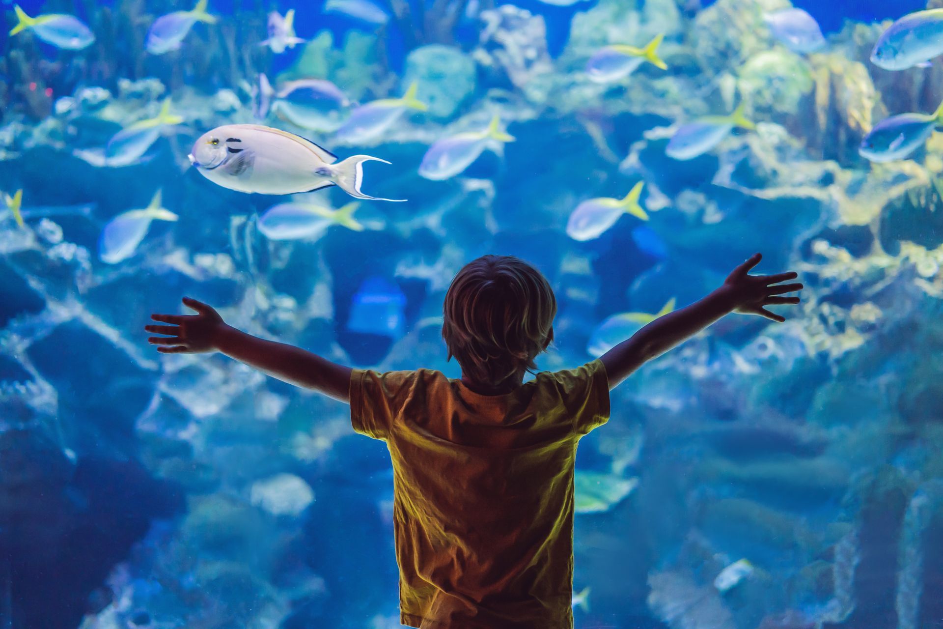 Child with arms outstretched viewing a bright blue aquarium filled with fish