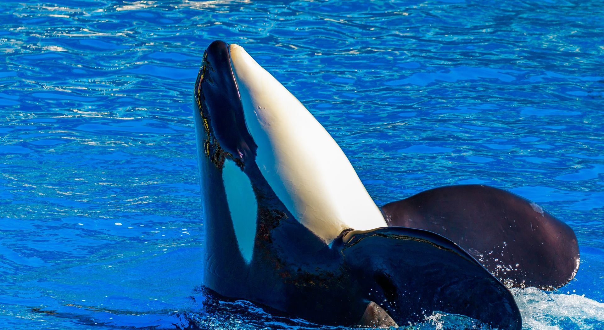 Orca surfacing in bright blue ocean water, showing white underside and dark back