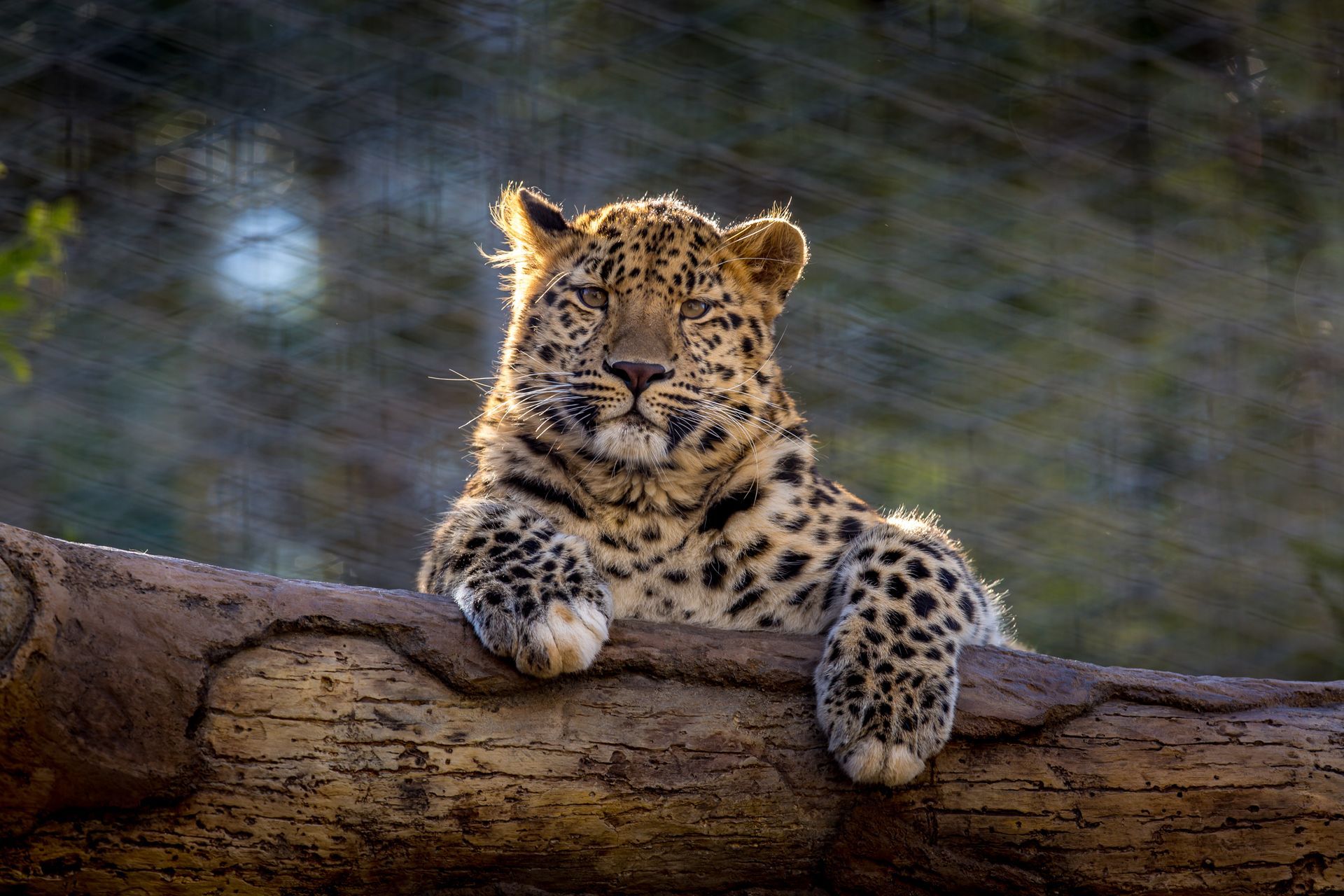 Leopard cub resting on a log, peering forward in a natural outdoor setting.