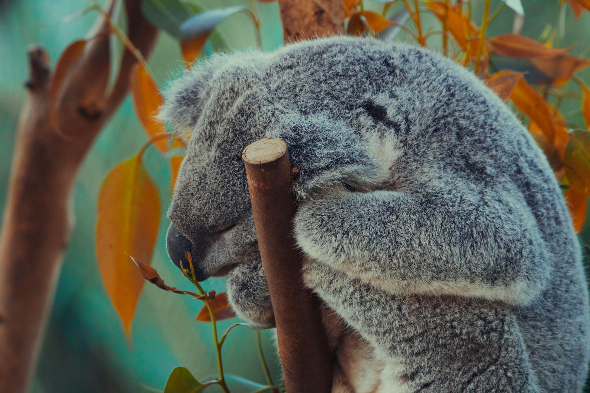 Koala sleeping in a eucalyptus tree, gray fur, orange and green leaves.