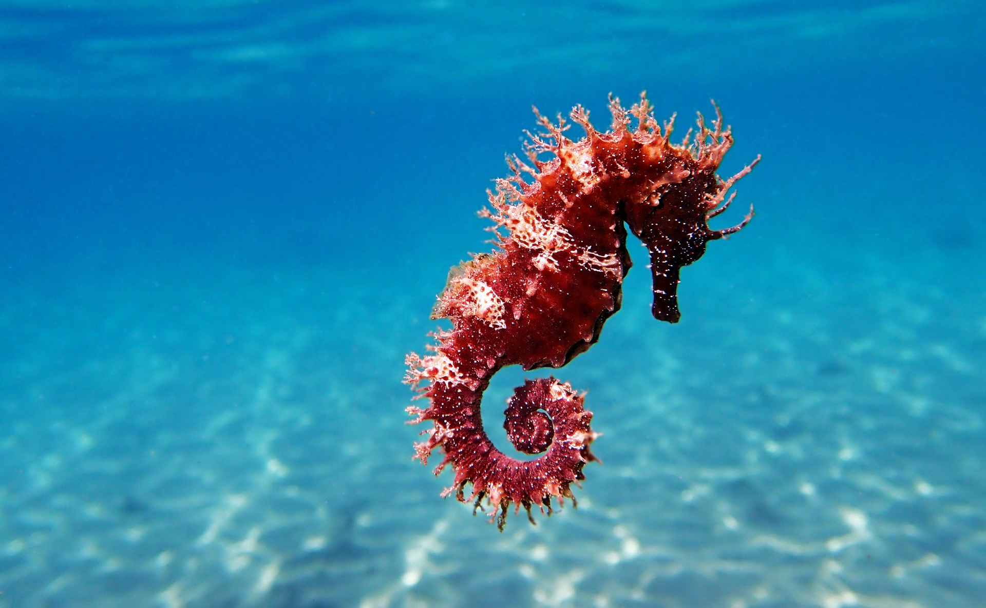 Red seahorse floating in clear blue water over a sandy seabed.