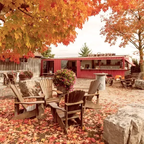 Autumn patio with wooden chairs, fallen leaves, and a red cabin under orange trees
