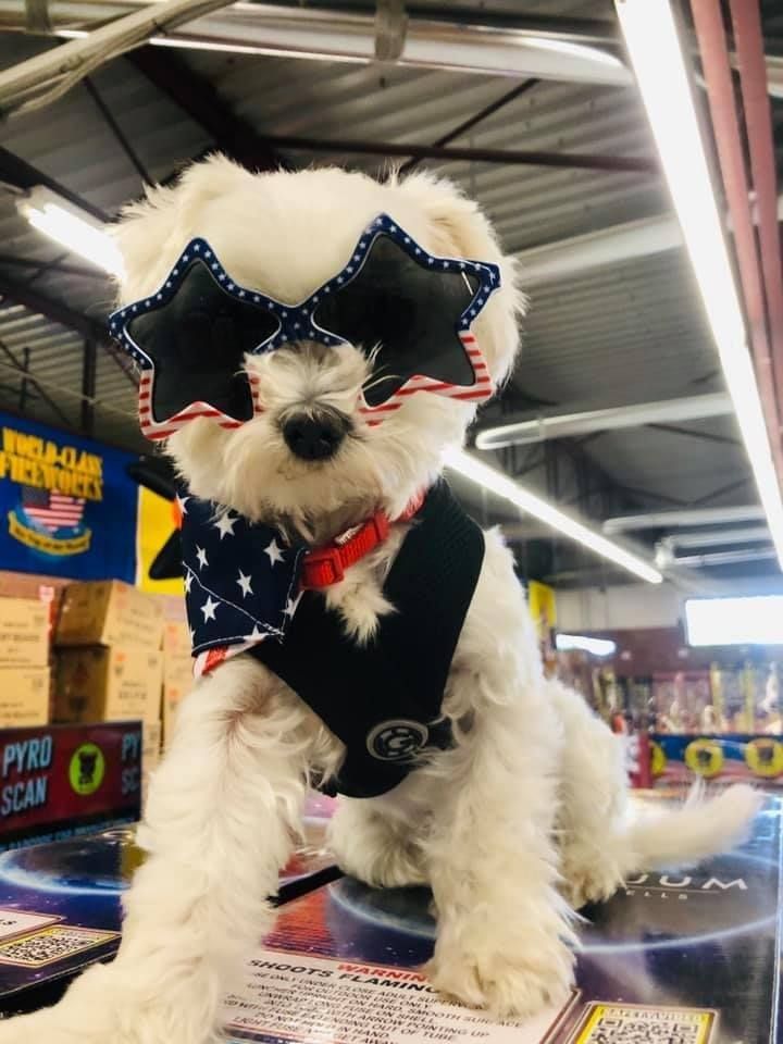 A small white dog wearing star shaped sunglasses