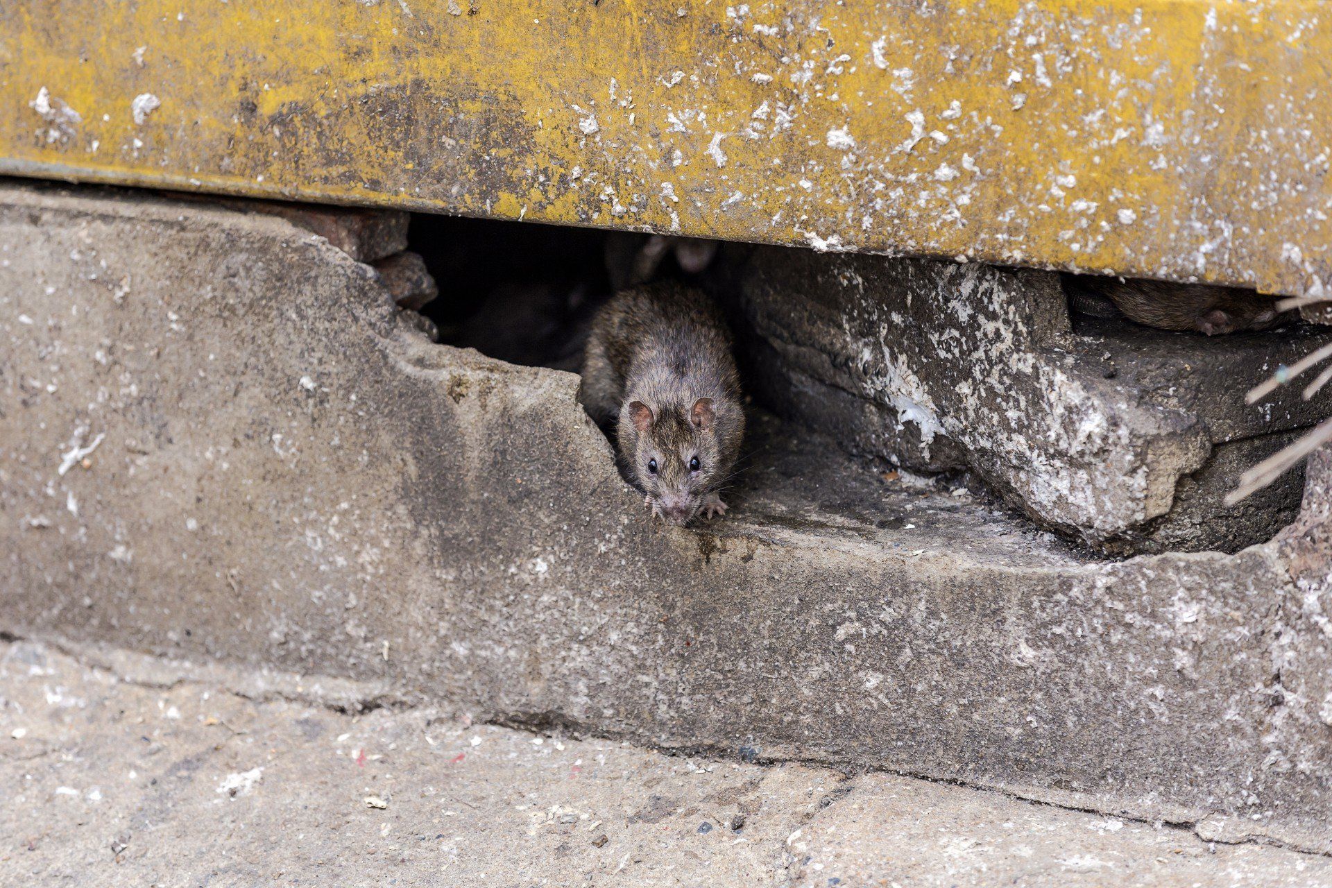 Un ratto marrone sbircia da sotto il cemento e una struttura gialla.