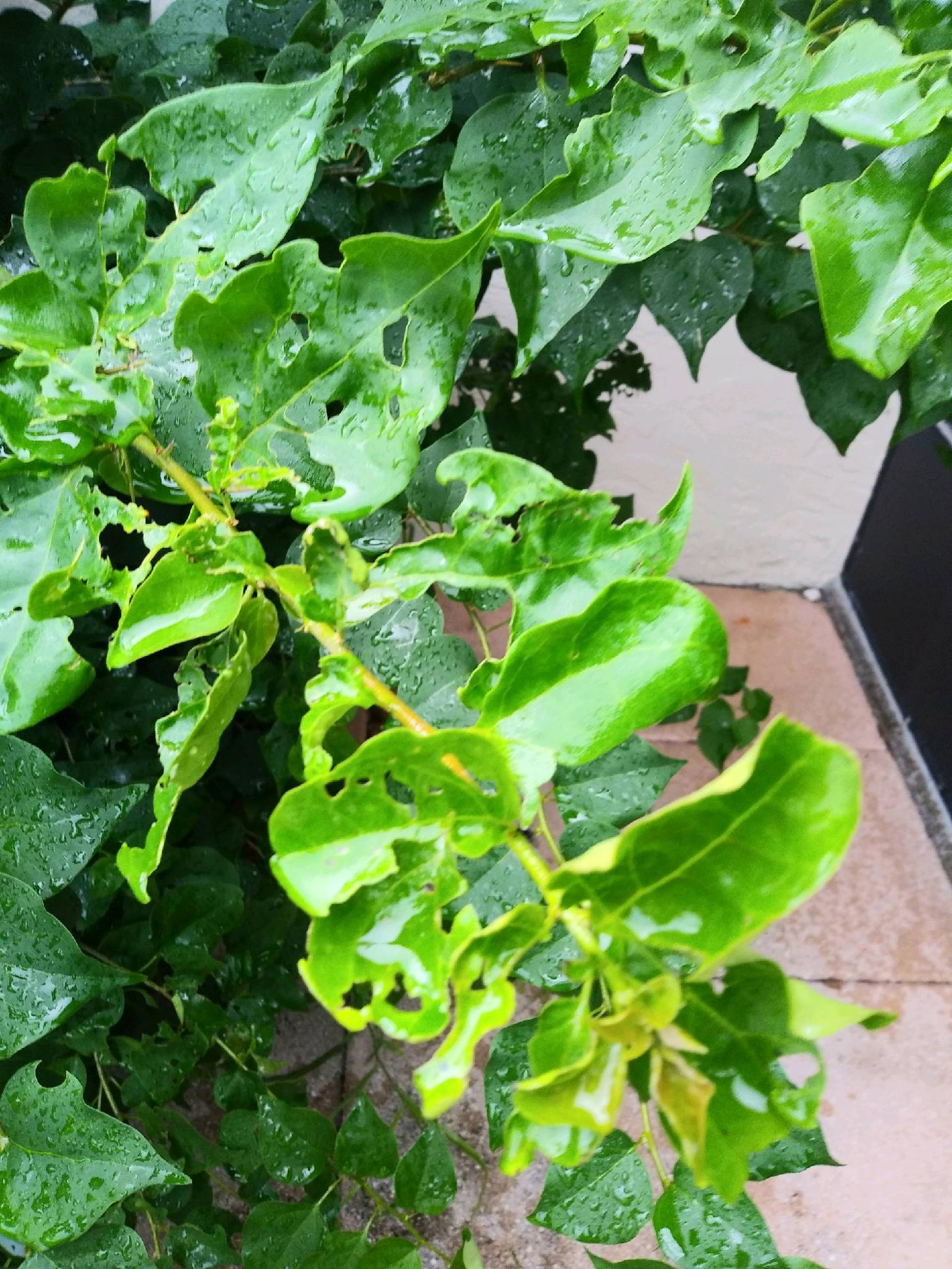 What’s Eating My Bougainvillea? The Looper Caterpillar.