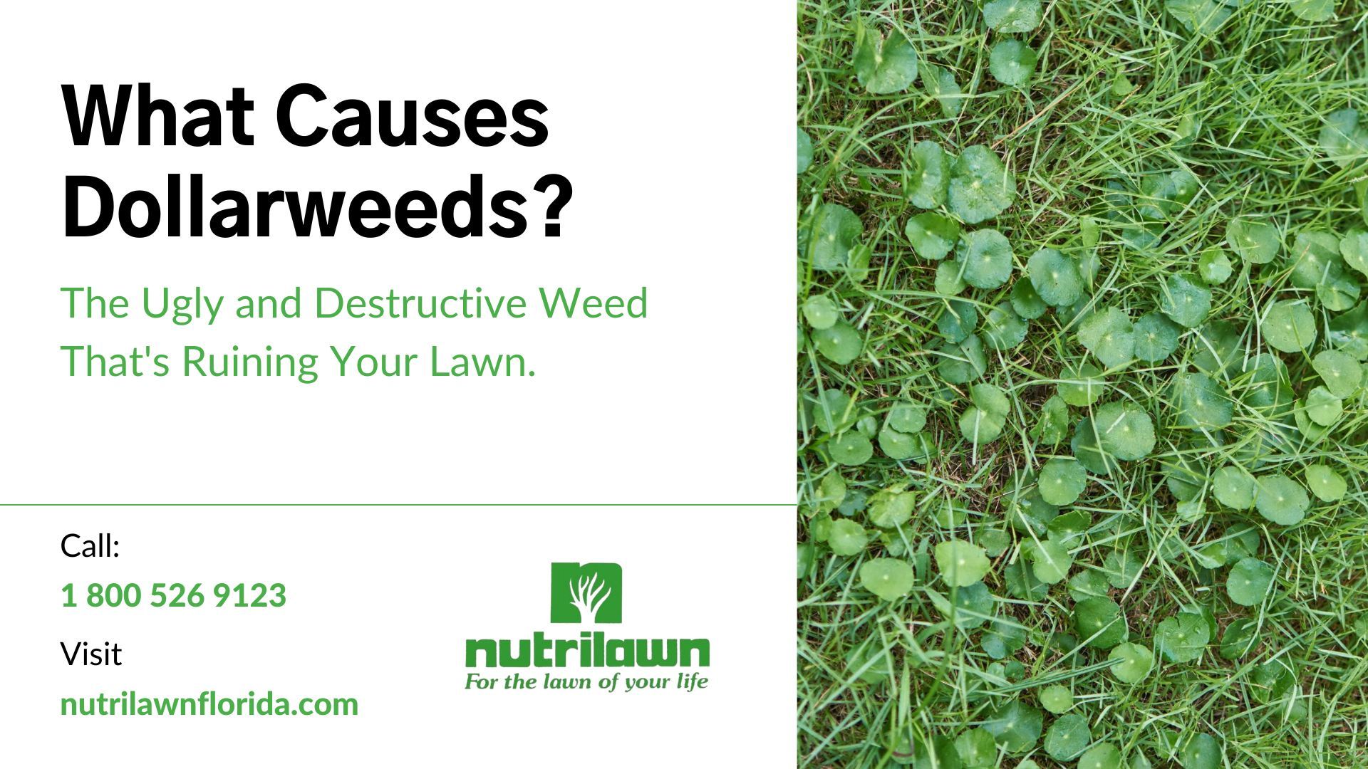 What Causes Dollarweeds? The Ugly and Destructive Weed That's Ruining