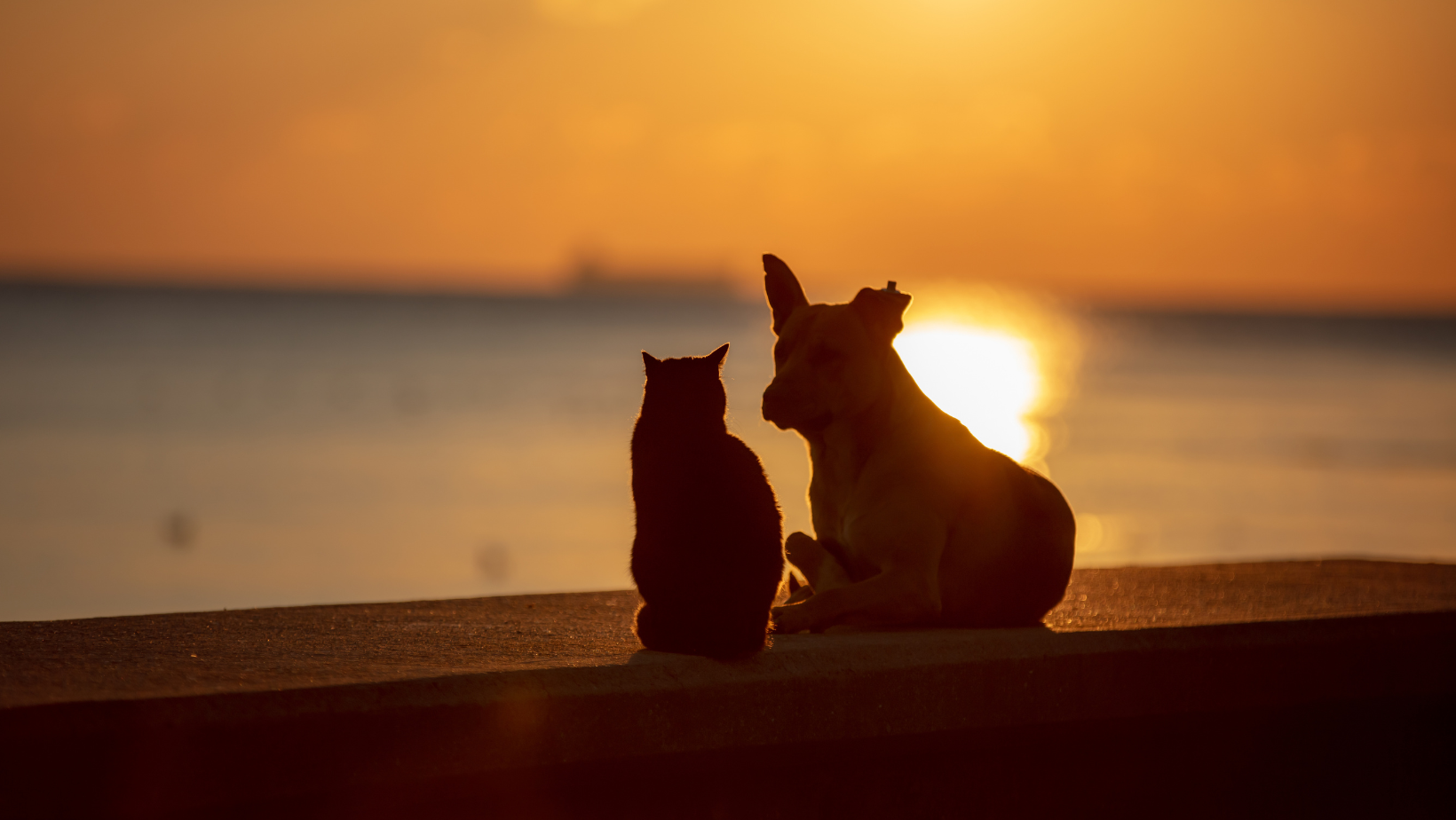 pet cremation services in Charleston and Columbia, SC