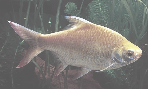 goldfish img