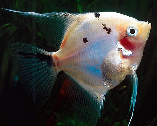 fish img