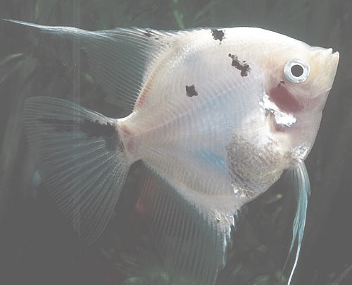 fish img