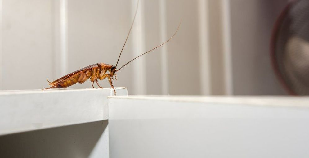 Close-up of a cockroach on a white surface