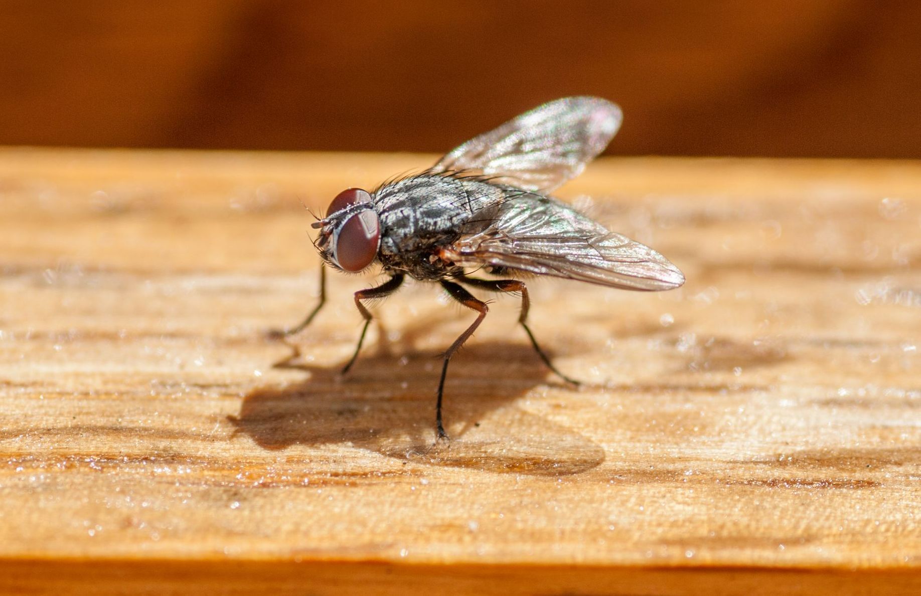 A close-up of a fly on a wooden surface.