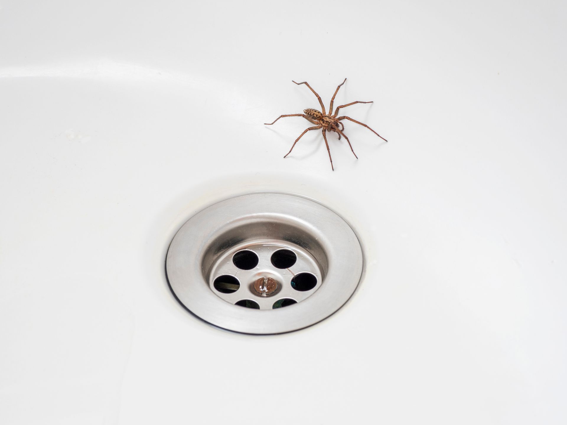 A spider on a white sink next to a drain - Rush, NY - Target Pest Control