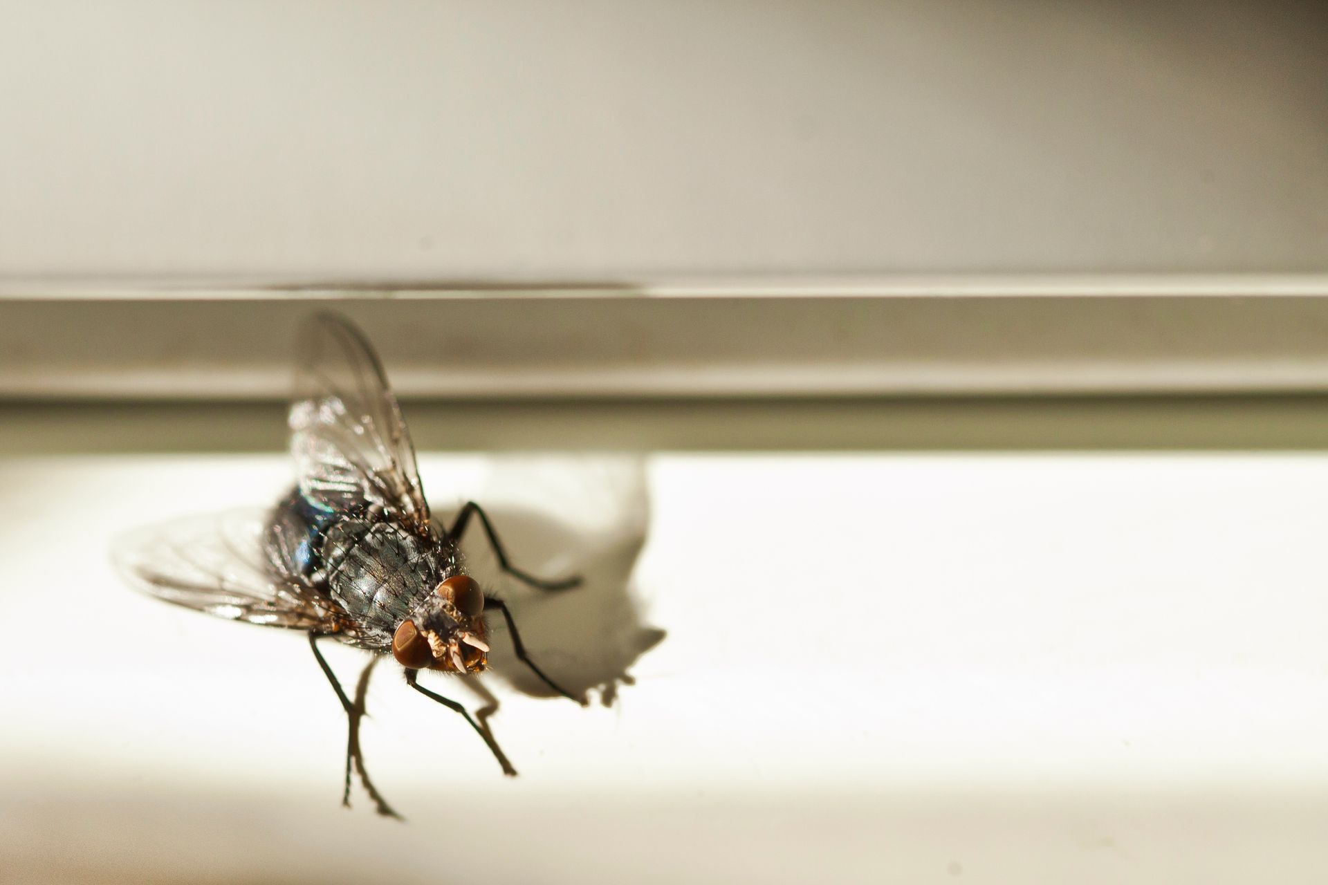 A House fly