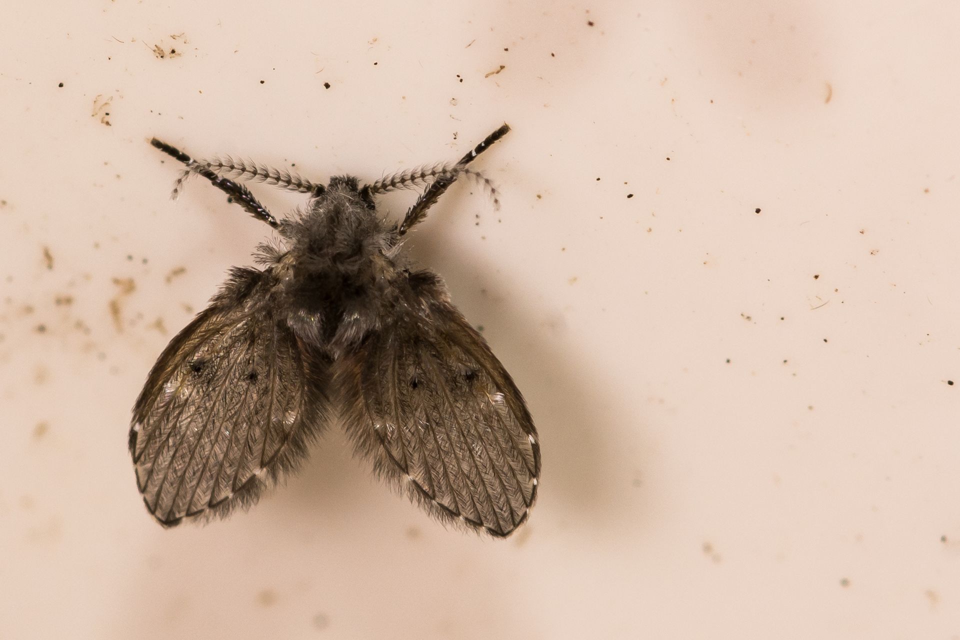 A drain fly.