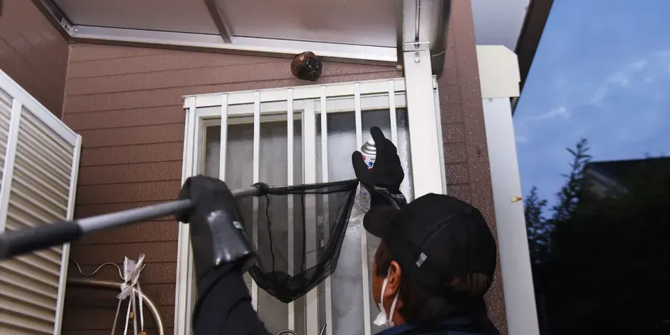 Wasps Control- Rush, NY - Target Pest Control