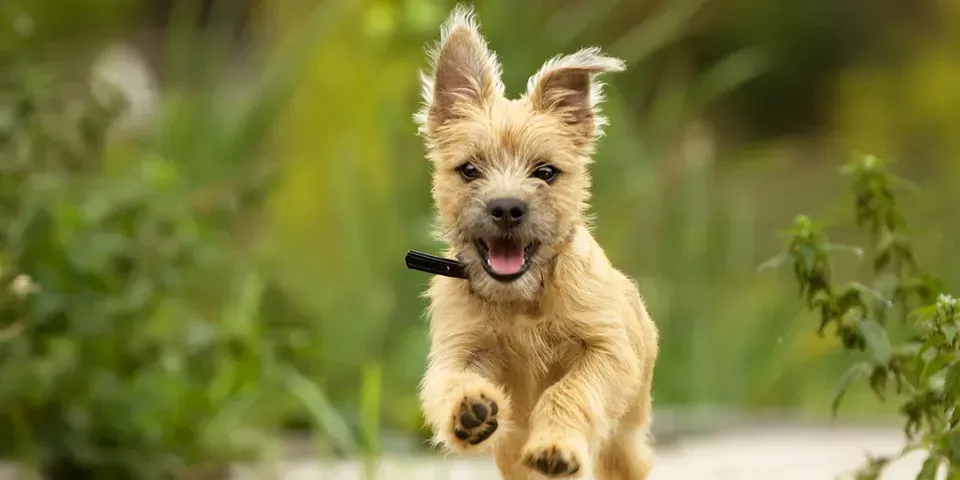 Dog Running - Rush, NY - Target Pest Control