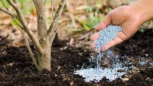 tree fertilization services in Regina
