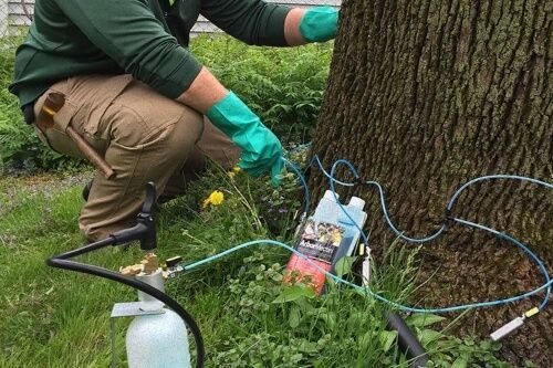 trained and certified arborist fertilizing tree in backyard 