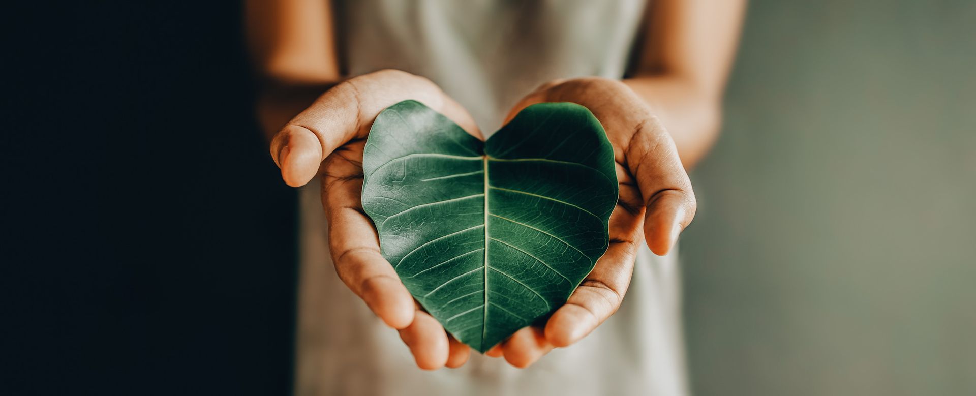 A pair of hands cupped together, holding a vibrant green leaf shaped like a heart.