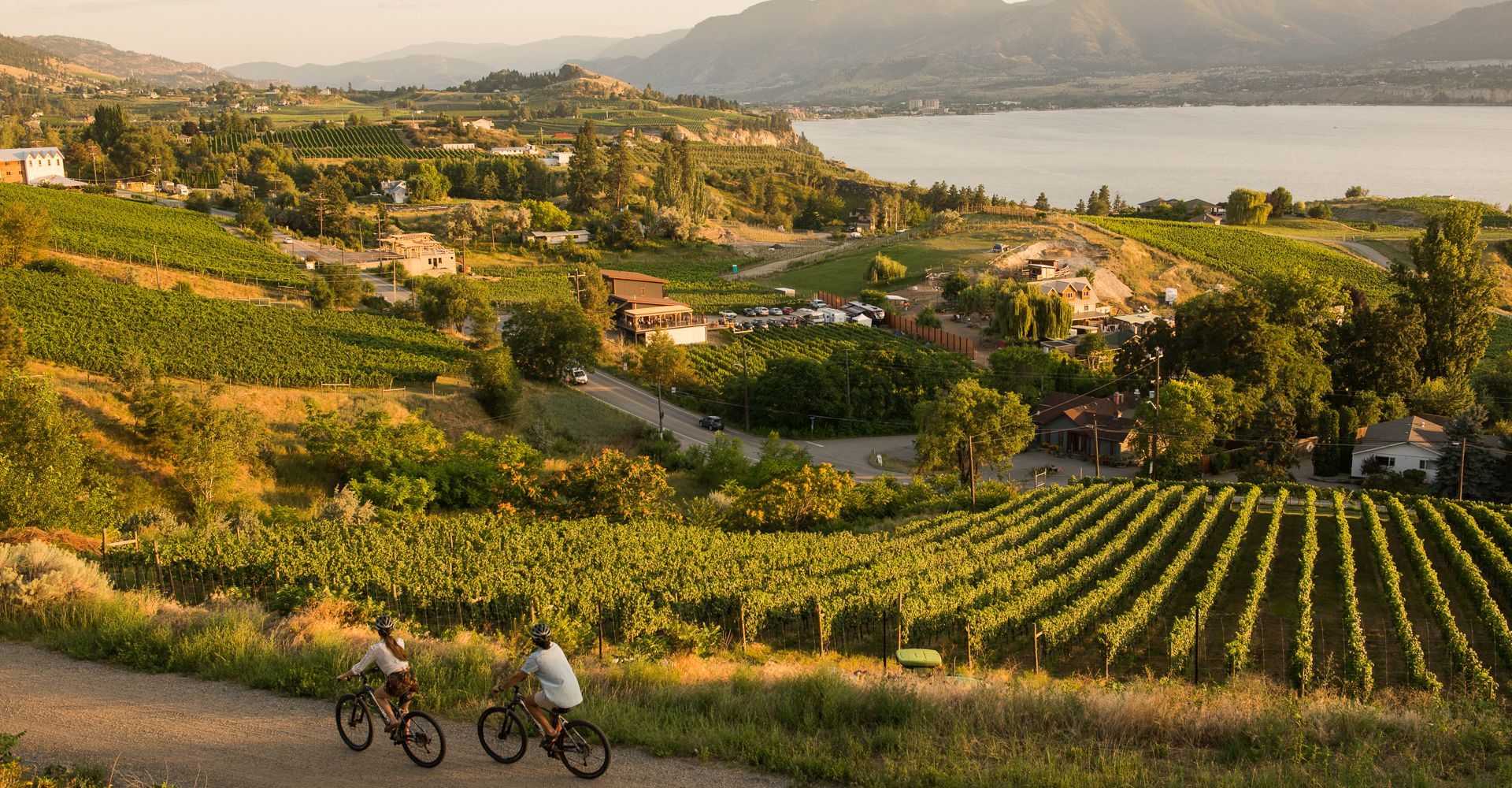 Two cyclists ride along a dirt path overlooking rows of vineyards, a lake, and distant hills at sunset.