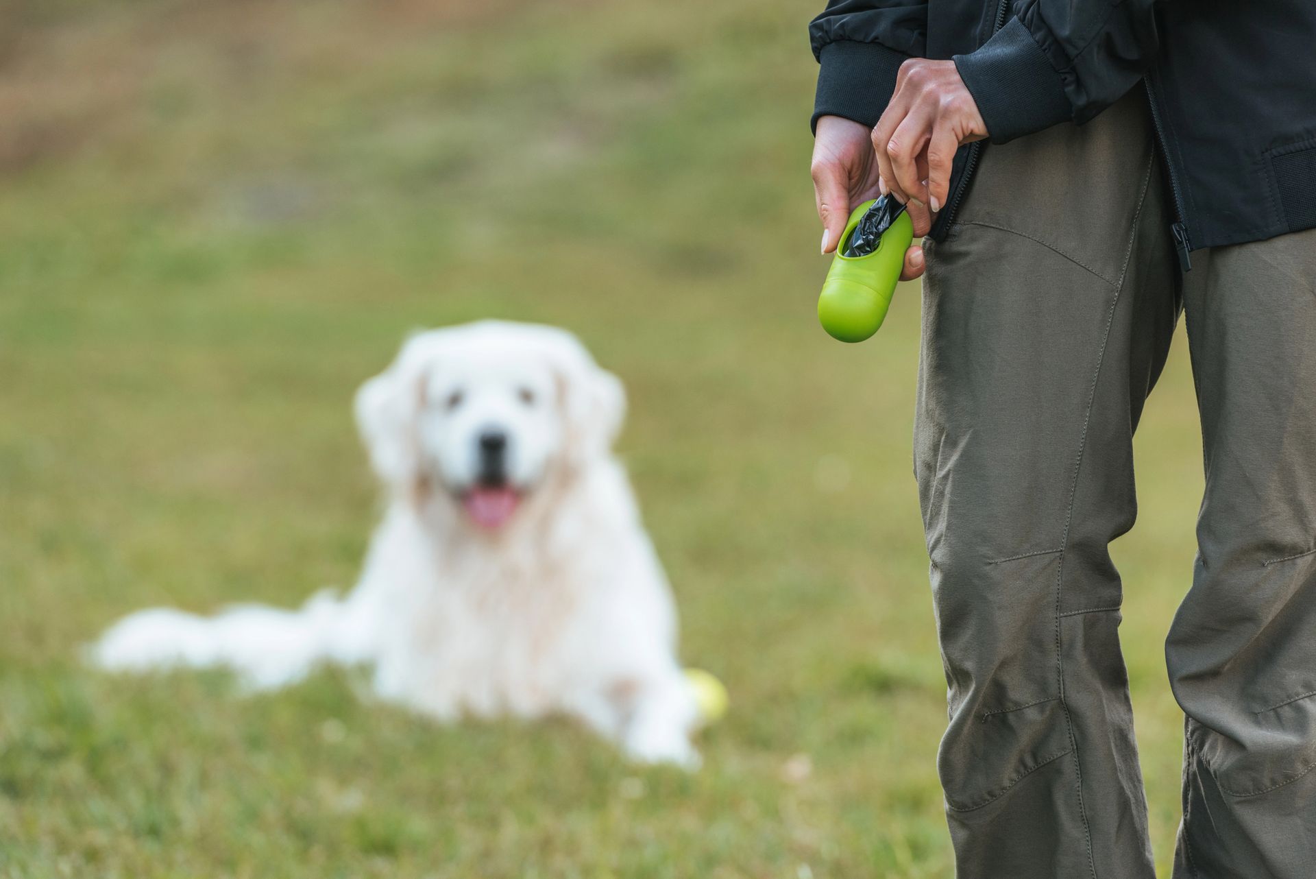 Person holding a green pet waste bag dispenser with a white dog resting on a lawn in Ellicottville New York.