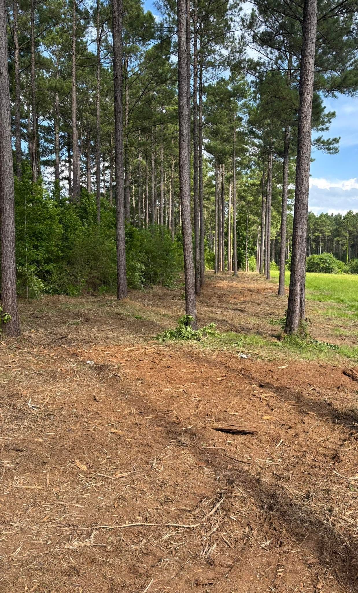 Dirt path through a pine forest, with sunlight on tree trunks and green grass beyond.