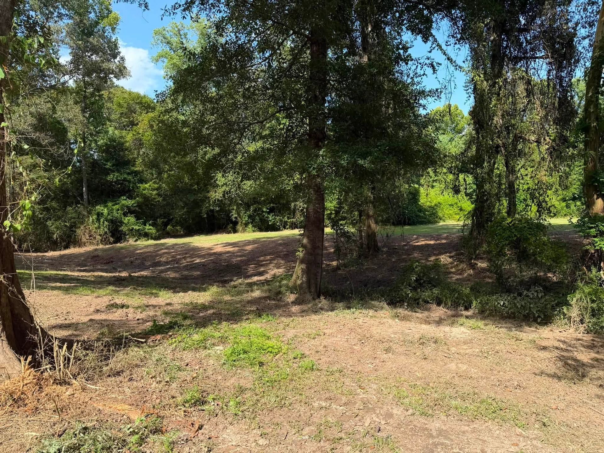 Wooded clearing with trees, dry grass, and dappled sunlight.