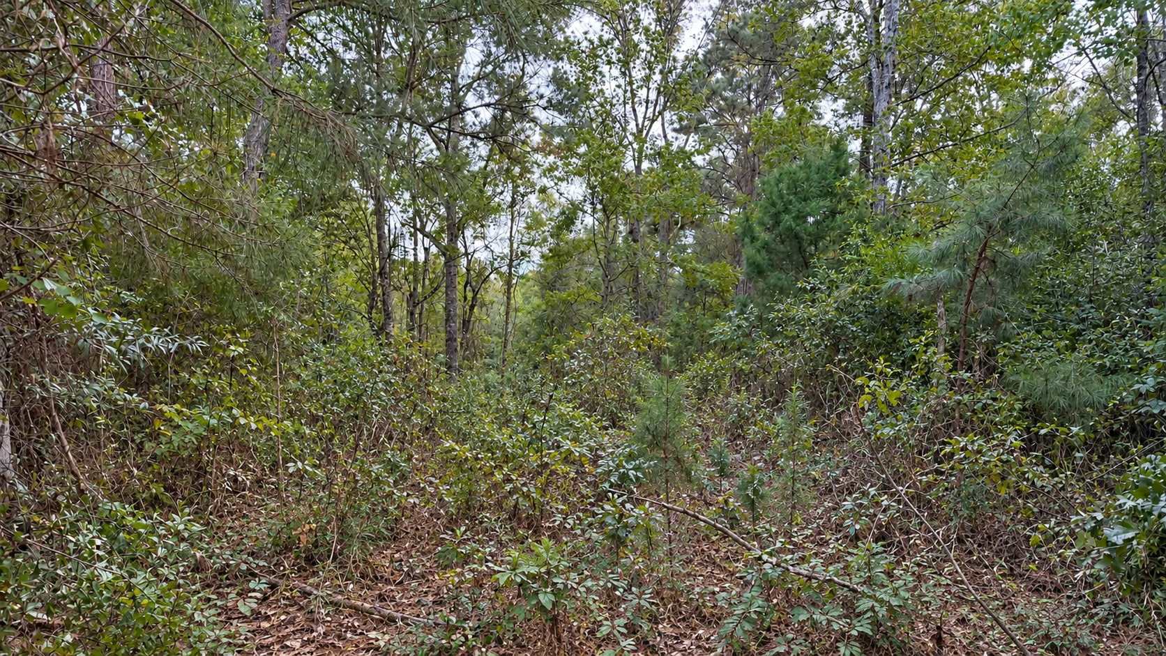 Dense green woodland with trees, undergrowth, and leaf-covered ground under overcast light