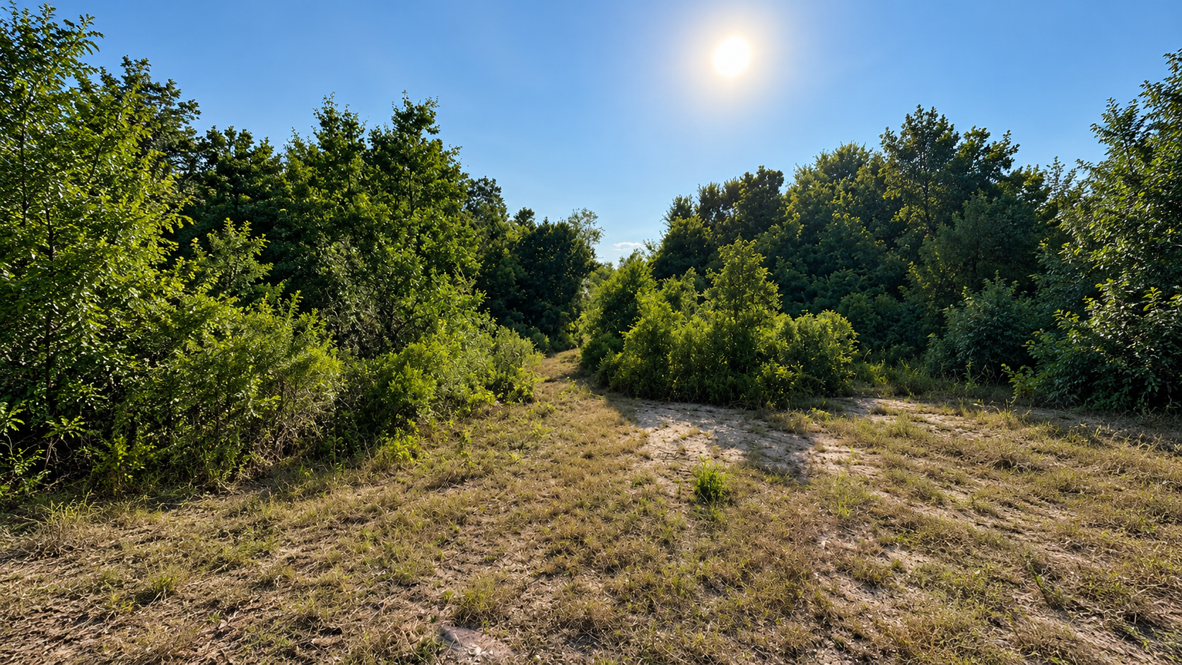 Sunny grassy clearing with dense green trees and shrubs under a bright blue sky
