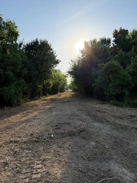 Dirt path through dense green trees at sunset, with the sun shining low in the center.